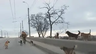 Собаки нападают на велосипедистов