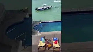 Тюлень отжал лежак у туриста)))