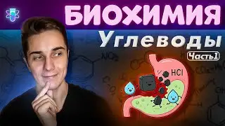 БИОХИМИЯ УГЛЕВОДОВ | Классификация, функции и переваривание (готовые ответы на 5 для ЭКЗАМЕНА)