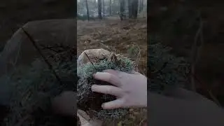 Зарисовки осеннего леса