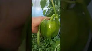 Перец гигант