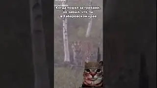 Когда ты забыл, что ты, в Хабаровском Крае 🐯❤️🐯 #хабаровск