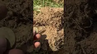 Digging Washington’s in the park #metaldetecting #metaldetector #treasurehunting #coin #treasure