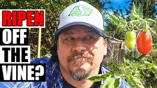 Ripening Tomatoes Off The Vine Faster - Garden Quickie Episode 264