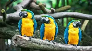 صدای طبیعت و پرندگان آرامش دهنده مخصوص مدیتیشن خواب عمیق و ارامش ذهن