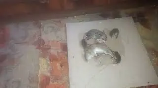 Клей для ловли крыс и мышей