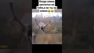 Когда олень охотится на тебя,а не ты на оленя 