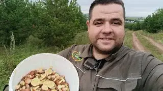 Супер маслята! собрал грибы в сосновом лесу. грибы, опята,рыжики, маслята
