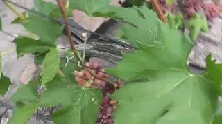 Сорт винограду 