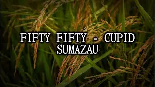 Fifty Fifty Sumazau