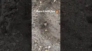 Stomp It Out!! | Biggest Spider Found On Our Farm 