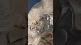 Trimming an Ergot That is Split Into Multiple Pieces #satisfying #oddlysatisfying #asmr #horse
