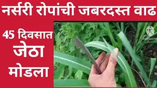 ऊस रोपांची जबरदस्त वाढ.45 दिवसात जेठा मोडला.धिरज पाटील 85480 55966