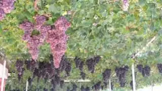 kokaros.wmv