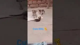 Cute Kitty Kitten 🐈 Playing & Jumping 🤩 