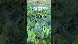 Pea Picking During Pumpkin Spice Season🥰:Fall Garden