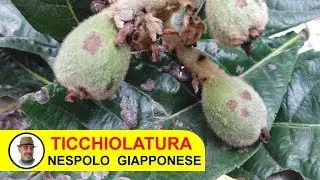 JAPANESE MEDLAR SCATTER