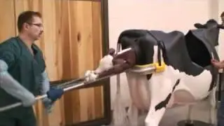 Calf birth simulation with bovine dystocia simulator.