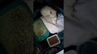 спасли кошку с котятами с улицы #бездомныеживотные #кошка #котята