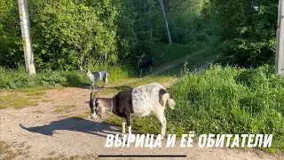 Как на меня козы в деревне напали