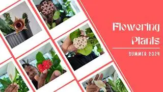 All Flowering Plants in my Collection