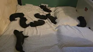 #puppy opens #eye for #firsttime