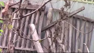 Цветы в саду 2