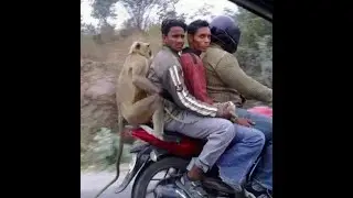 joget ala India gaya ular matuk😂
