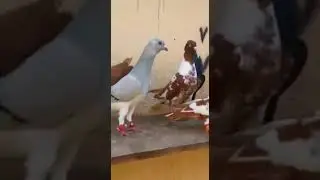 gaziantep filo halep güvercinleri