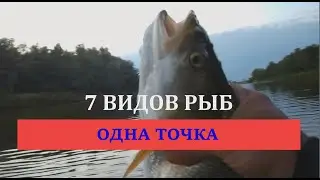 Поймал 7 видов рыб с одной точки!
