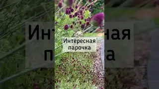 Лук круглоголовый и кровохлебка Литтл Ангел 