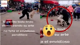 El perro que interrumpe el espectáculo callejero de otro can y su amo