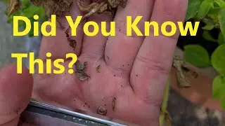 Your Petunias Don't Have to Die Out - This was a SHOCK to me!
