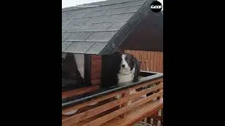 Готина кучешка къща