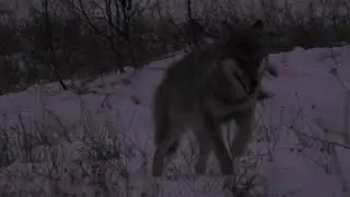 Vlčica