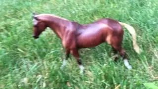 The wilderness adventure Part 1 (Breyer Horse Movie)