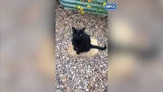 The cat with webbed feet who was abandoned in a garden has finally found a new home   Manch