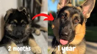 Watch my German Shepherd Grow in Two Minutes | BIG TRANSFORMATION