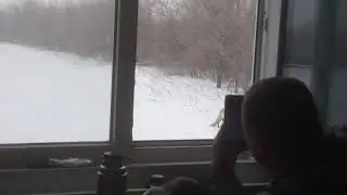 Лиса пришла к нам на разъезд