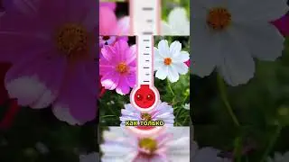 Красивые цветы без рассады🌺 #рекомендации #дача #советы #огород #сад #цветы #рассада #shorts
