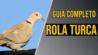 Rola-turca: Guia completo de criação!