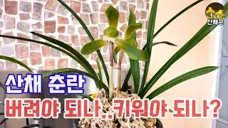 산에서 채취하여 키운 춘란이 꽃을 피우긴 했는데..화형은 좋지만 버려야 되나 키워야 되나?