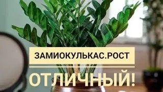 Замиокулькас.Часть 2.Клубни❗