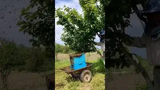 Підкажіть як треба правильно знімати рій? 😂 #бджільництво #влог #пасіка