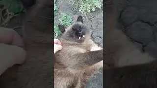 лада медведь ч5