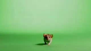 Mouse Green screen || Mouse video effect