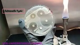 Prueba Antibacteriana usando compuestos aislados de plantas (no es fake)