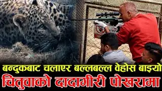 पोखरामा चितुवाको दादागीरी ! एकाबिहानै चितुवा आएपछि | बन्दुकबाट चलाएर बल्लबल्ल वेहोस बाइयो