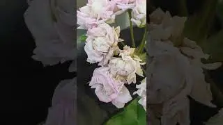ЮВ Звезда Водолея