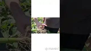 Посів соняшника вражає а Еліта-Селект допомагає.